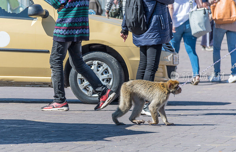 在马拉喀什Jemaa el-Fna公共广场上，一只被链子拴住的猴子